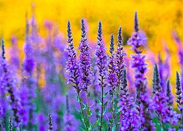 Steam喜加一！免费领取《蒸汽世界：掘进》